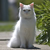 avki-ru-0113-animals-cats.jpg