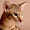 avki-ru-0120-animals-cats.jpg