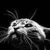 avki-ru-0153-animals-cats.jpg
