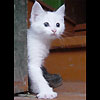 avki-ru-0159-animals-cats.jpg