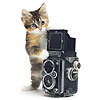 avki-ru-0165-animals-cats.jpg