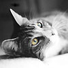 avki-ru-0170-animals-cats.jpg
