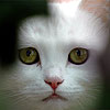 avki-ru-0173-animals-cats.jpg