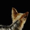 avki-ru-0177-animals-cats.jpg