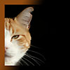 avki-ru-0185-animals-cats.jpg