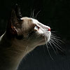 avki-ru-0186-animals-cats.jpg