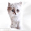 avki-ru-0190-animals-cats.jpg