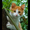 avki-ru-0213-animals-cats.jpg