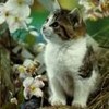avki-ru-0219-animals-cats.jpg