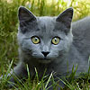 avki-ru-0221-animals-cats.jpg