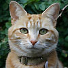 avki-ru-0231-animals-cats.jpg