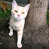 avki-ru-0234-animals-cats.jpg