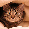 avki-ru-0235-animals-cats.jpg