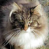 avki-ru-0238-animals-cats.jpg