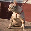 avki-ru-0256-animals-cats.jpg