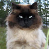 avki-ru-0259-animals-cats.jpg