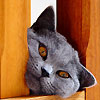 avki-ru-0261-animals-cats.jpg