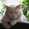 avki-ru-0269-animals-cats.jpg