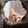 avki-ru-0278-animals-cats.jpg