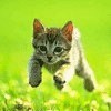 avki-ru-0279-animals-cats.jpg