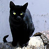 avki-ru-0294-animals-cats.jpg