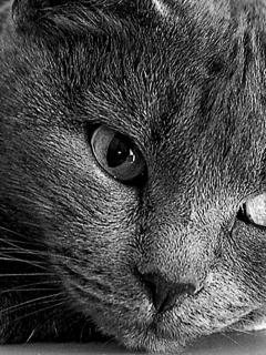 avki-ru-0383-animals-cats.jpg