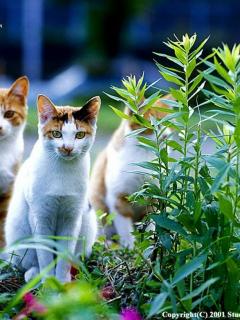 avki-ru-0396-animals-cats.jpg
