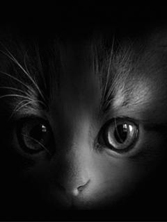 avki-ru-0423-animals-cats.jpg