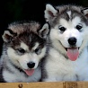 avki-ru-0003-animals-dogs.jpg