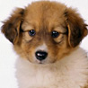 avki-ru-0025-animals-dogs.jpg