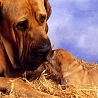avki-ru-0055-animals-dogs.jpg