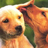 avki-ru-0071-animals-dogs.gif