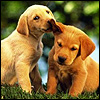 avki-ru-0077-animals-dogs.jpg