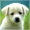 avki-ru-0093-animals-dogs.jpg