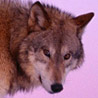 avki-ru-0013-ava-wolf.jpg